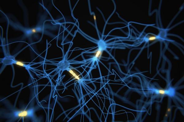 نورون‌های مسئول تثبیت حافظه در خواب,اخبار پزشکی,خبرهای پزشکی,تازه های پزشکی