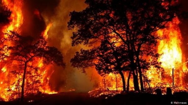 آتش سوزی جنگل های گچساران,اخبار اجتماعی,خبرهای اجتماعی,محیط زیست