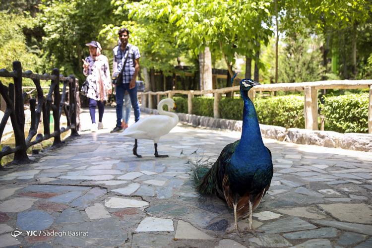 تصاویر باغ پرندگان اصفهان,عکس های باغ پرندگان اصفهان,تصاویری از باغ پرندگان در اصفهان