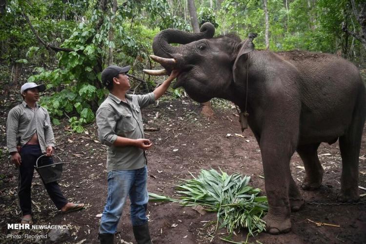 تصاویر روزهای بدون گردشگر فیل‌های تایلندی,عکس های فیل های تایلندی,تصاویری از فیل های تایلندی