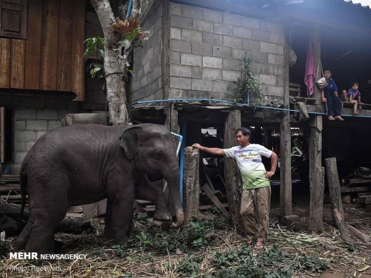 تصاویر روزهای بدون گردشگر فیل‌های تایلندی,عکس های فیل های تایلندی,تصاویری از فیل های تایلندی