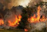 آتش سوزی در جنگل,اخبار علمی,خبرهای علمی,طبیعت و محیط زیست