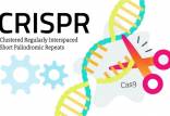 درمان بیماری‌های وراثتی با فناوری کریسپر,اخبار پزشکی,خبرهای پزشکی,تازه های پزشکی