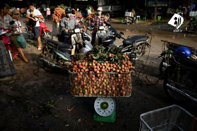 تصاویر برداشت سرخالو در ویتنام,عکس های برداشت لیچی,تصاویر میوه لیچی