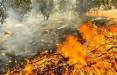 آتش سوزی در جنگلها,اخبار اجتماعی,خبرهای اجتماعی,محیط زیست