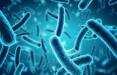 تاثیر آنتی بیوتیک بر میکروب های مفید بدن,اخبار پزشکی,خبرهای پزشکی,بهداشت