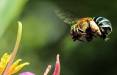 حقه زنبورها برای گل دادنِ گیاهان,اخبار علمی,خبرهای علمی,طبیعت و محیط زیست
