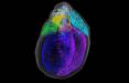 نقشه سه‌بعدی نورون‌های قلب,اخبار پزشکی,خبرهای پزشکی,تازه های پزشکی