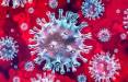درمان ویروس کرونا با نوعی پروتئین از کنه,اخبار پزشکی,خبرهای پزشکی,تازه های پزشکی