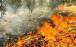 آتش سوزی در جنگل‌های خاییز,اخبار اجتماعی,خبرهای اجتماعی,محیط زیست