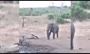 فیلم/ نبرد فیل خشکمین با کرگدن