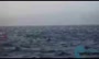 فیلم/ شنای دسته جمعی هزار دلفین در سواحل آمریکا