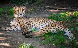 تصاویر حیوانات باغ وحش آمنویل فرانسه,عکس های حیوانات باغ وحش آمنویل فرانسه,تصاویری از باغ وحش آمنویل