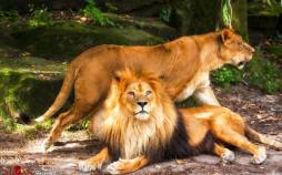 تصاویر کشنده‌ترین موجودات جهان,عکس های موجودات کشنده در دنیا,تصاویر جانوران خطرناک