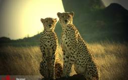 تصاویر پارک‌های ملی تانزانیا,عکس حیوانات در تانزانیا,تصاویر حیوانات در پارک ملی تانزانیا