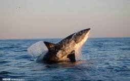 تصاویر کوسه ها,عکس از دنیای کوسه ها,تصاویر از کوسه های جهان