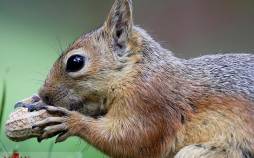 تصاویر جمع آوری آذوقه توسط سنجاب ها,عکس های سنجاب ها,تصاویری از جمع آوری غذاها توسط سنجاب ها