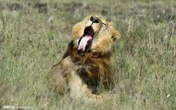 تصاویر منتخب حیات وحش هفته,عکس حیوانات,تصاویری از حیات وحش