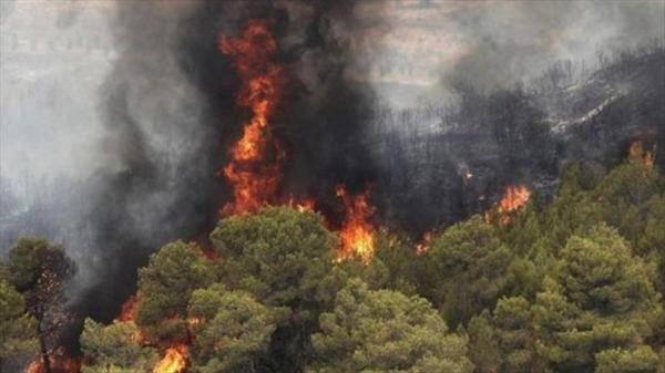 آتش‌سوزی در جنگل‌ها و مراتع کشور,اخبار اجتماعی,خبرهای اجتماعی,محیط زیست