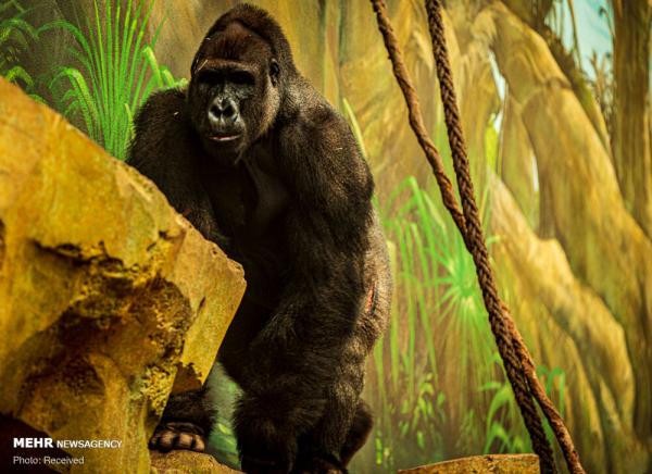 باغ وحش آمنویل فرانسه,اخبار جالب,خبرهای جالب,خواندنی ها و دیدنی ها