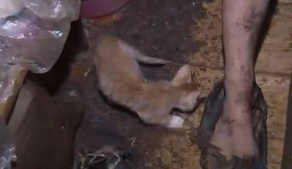 نجات جان دختر روس از زندگی گربه ای,اخبار جالب,خبرهای جالب,خواندنی ها و دیدنی ها