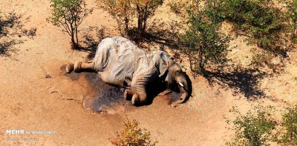 مرگ مرموز صدها فیل در آفریقا,اخبار جالب,خبرهای جالب,خواندنی ها و دیدنی ها