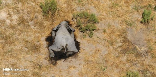 مرگ مرموز صدها فیل در آفریقا,اخبار جالب,خبرهای جالب,خواندنی ها و دیدنی ها