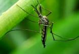تبدیل پشه‌های ماده به پشه‌های نر با کمک یک ژن,اخبار علمی,خبرهای علمی,طبیعت و محیط زیست