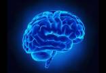 مغز,اخبار پزشکی,خبرهای پزشکی,تازه های پزشکی