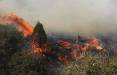 آتش‌سوزی جنگل‌های اردل,اخبار اجتماعی,خبرهای اجتماعی,محیط زیست