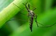 تبدیل پشه‌های ماده به پشه‌های نر با کمک یک ژن,اخبار علمی,خبرهای علمی,طبیعت و محیط زیست
