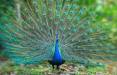 دستگیری یک طاووس در کانادا,اخبار جالب,خبرهای جالب,خواندنی ها و دیدنی ها