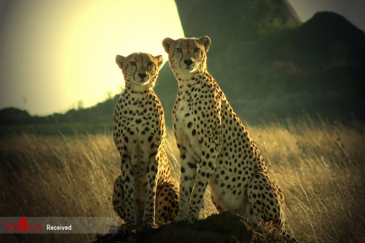 تصاویر پارک‌های ملی تانزانیا,عکس حیوانات در تانزانیا,تصاویر حیوانات در پارک ملی تانزانیا