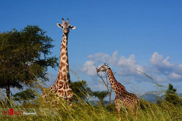 تصاویر پارک‌های ملی تانزانیا,عکس حیوانات در تانزانیا,تصاویر حیوانات در پارک ملی تانزانیا
