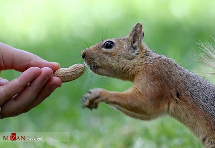 تصاویر جمع آوری آذوقه توسط سنجاب ها,عکس های سنجاب ها,تصاویری از جمع آوری غذاها توسط سنجاب ها