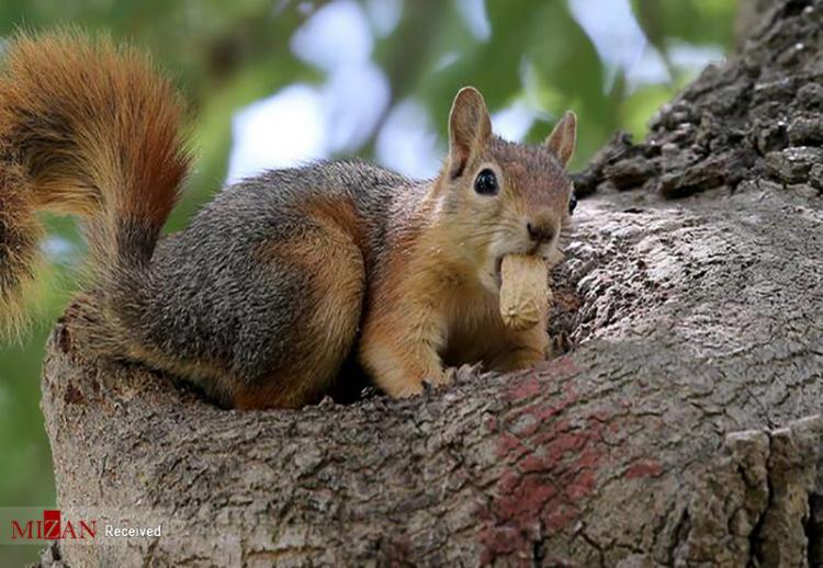 تصاویر جمع آوری آذوقه توسط سنجاب ها,عکس های سنجاب ها,تصاویری از جمع آوری غذاها توسط سنجاب ها