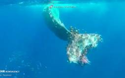 تصاویر نجات نهنگ عنبر از تور ماهیگیری در سواحل ایتالیا,عکس های نهنگ عنبر در تور ماهیگیری,تصاویری از نهنگ عنبر در تور ماهیگیران ایتالیایی