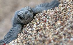 تصاویر تولد بچه لاک پشت در آنتالیا,عکس لاکپشت,عکس بچه لاک پشت