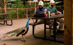 تصاویر بازگشایی باغ وحش برانکس در نیویورک,عکس های باغ وحش های آمریکا,تصاویر باغ وحش برانکس