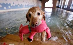 تصاویر سگ ها,عکس های سگ ها در آب,تصاویری از سگ ها در آب
