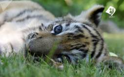 تصاویر ببر,عکس هایی از ببر,تصاویری به مناسبت روز جهانی ببر