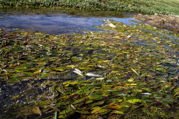 فاجعه زیست محیطی در سوادکوه/ ۲۴ هزار ماهی تلف شدند