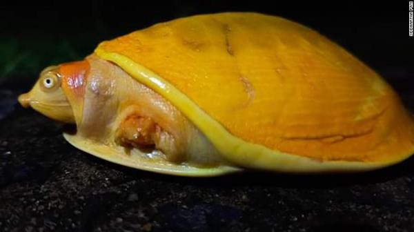 کشف یک لاکپشت زرد رنگ نادر در هند,اخبار علمی,خبرهای علمی,طبیعت و محیط زیست
