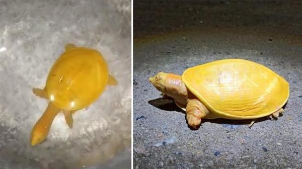 کشف یک لاکپشت زرد رنگ نادر در هند,اخبار علمی,خبرهای علمی,طبیعت و محیط زیست