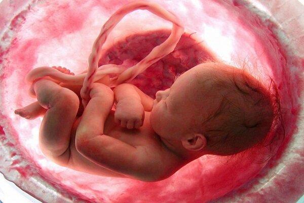 تاثیر چاقی مادر باردار بر رشد مغز جنین,اخبار پزشکی,خبرهای پزشکی,تازه های پزشکی