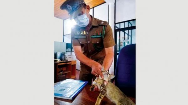 گربه قاچاقچی در سریلانکا,اخبار جالب,خبرهای جالب,خواندنی ها و دیدنی ها