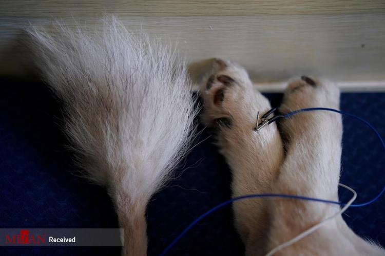 تصاویر طب سوزنی حیوانات,عکس های طب سوزنی حیوانات چینی,تصاویر صاحبان حیوانات اهلی در چین