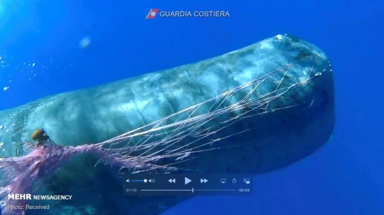 تصاویر نجات نهنگ عنبر از تور ماهیگیری در سواحل ایتالیا,عکس های نهنگ عنبر در تور ماهیگیری,تصاویری از نهنگ عنبر در تور ماهیگیران ایتالیایی