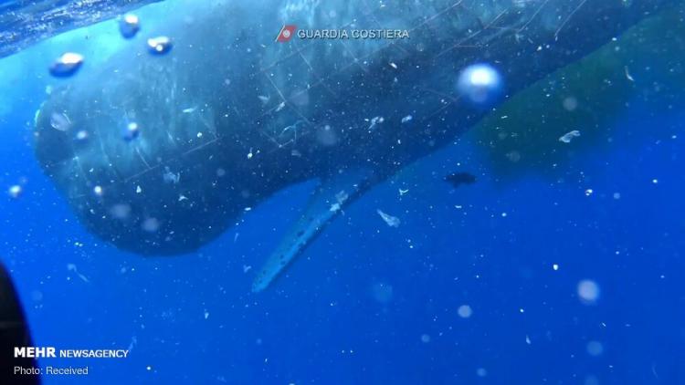 تصاویر نجات نهنگ عنبر از تور ماهیگیری در سواحل ایتالیا,عکس های نهنگ عنبر در تور ماهیگیری,تصاویری از نهنگ عنبر در تور ماهیگیران ایتالیایی