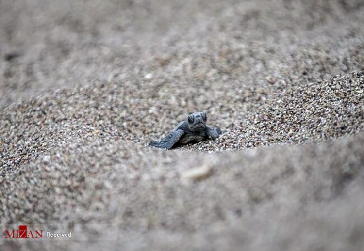 تصاویر تولد بچه لاک پشت در آنتالیا,عکس لاکپشت,عکس بچه لاک پشت